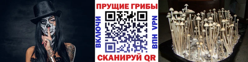 Псилоцибиновые грибы мицелий Светлый